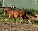 Mooie Hengst welsh A, Hengst