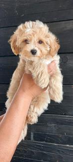 Maltipoo F1 Reutje Abricot, Dieren en Toebehoren, Honden | Chihuahua's en Gezelschapshonden, CDV (hondenziekte), 8 tot 15 weken
