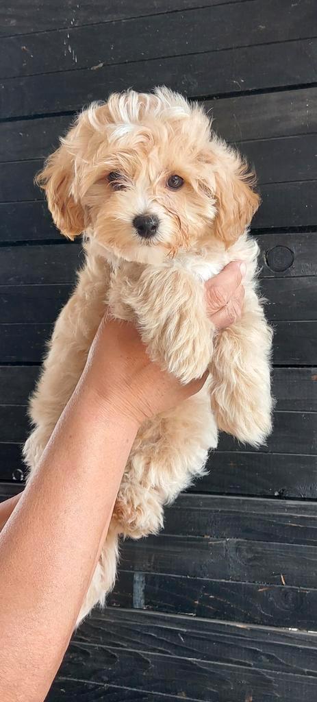 Maltipoo F1 Reutje Abricot, Dieren en Toebehoren, Honden | Chihuahua's en Gezelschapshonden, Reu, Overige rassen, Particulier