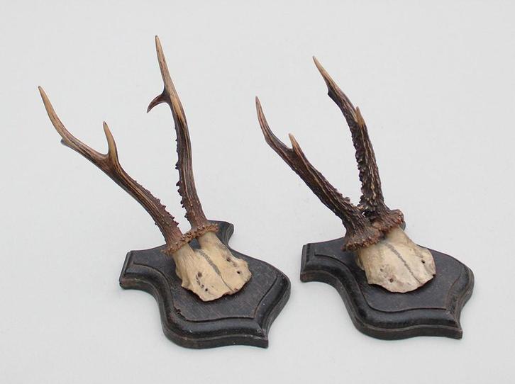 2 x antiek REE GEWEI op eikenhouten schild - rond 1925, Verzamelen, Dierenverzamelingen, Gebruikt, Gewei of Kop, Hert, Ophalen of Verzenden