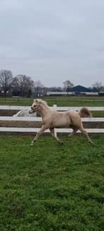 welsh B  hengst veulens en 2jr vos ruin, Dieren en Toebehoren, Met stamboom, 0 tot 2 jaar, Hengst, C pony (1.27m tot 1.37m)