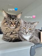Half mainecoon kittens, Dieren en Toebehoren, Katten en Kittens | Raskatten | Langhaar, Meerdere dieren, Ontwormd, 0 tot 2 jaar