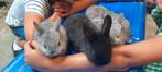 Prachtige jonge kleurdwergjes, Dieren en Toebehoren, Meerdere dieren, Dwerg, 0 tot 2 jaar