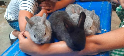 Prachtige jonge kleurdwergjes, Dieren en Toebehoren, Konijnen, Dwerg, Meerdere dieren, 0 tot 2 jaar