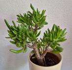 Crassula ovata, Huis en Inrichting, Kamerplanten, Ophalen, Vetplant, Halfschaduw, In pot