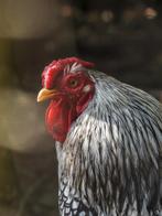 Haan aangeboden, Dieren en Toebehoren, Pluimvee, Mannelijk, Kip