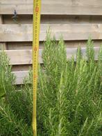 Grote rozemarijn struik, Tuin en Terras, Planten | Tuinplanten, Ophalen, Zomer, Overige soorten, Volle zon
