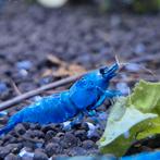 Blue bolt garnalen caridina aquarium bezorging, Dieren en Toebehoren, Kreeft, Krab of Garnaal