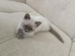 ragdoll ( poes kitte, Dieren en Toebehoren, Poes, Ontwormd, 0 tot 2 jaar