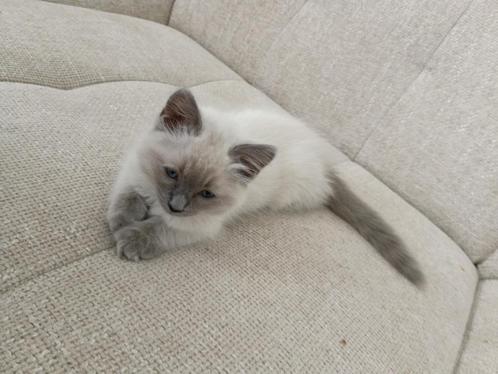 ragdoll ( poes kitte, Dieren en Toebehoren, Katten en Kittens | Raskatten | Korthaar, Poes, 0 tot 2 jaar, Ontwormd, Ingeënt