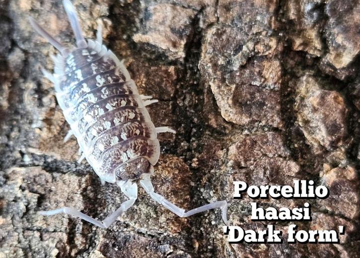 Porcellio haasi 'Dark form', Dieren en Toebehoren, Insecten en Spinnen, Overige soorten
