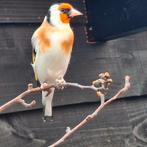 5 major putter mannen voor 350 euro !, Dieren en Toebehoren, Vogels | Overige Vogels, Mannelijk, Wildzangvogel