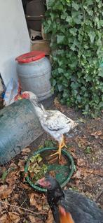 Indio gigante hanen en kippen te koop, Dieren en Toebehoren, Pluimvee, Mannelijk, Kip