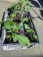 Roze Brugmansia Stekken - Engelentrompet, Tuin en Terras, Planten | Tuinplanten, Overige soorten, Volle zon, Vaste plant, Ophalen of Verzenden