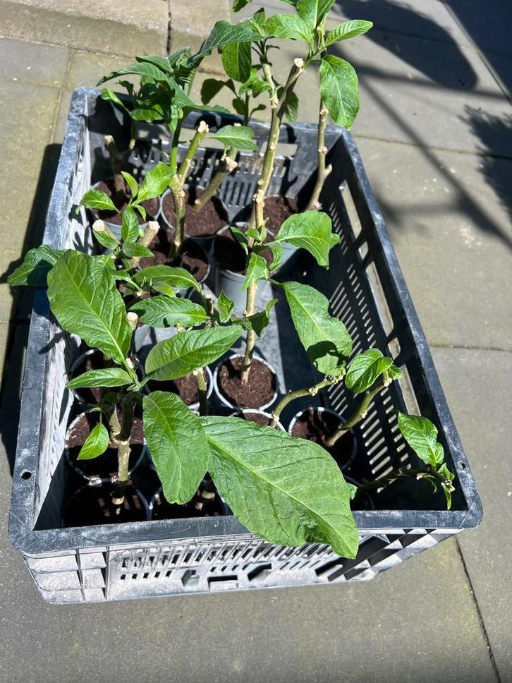 Roze Brugmansia Stekken - Engelentrompet, Tuin en Terras, Planten | Tuinplanten, Vaste plant, Overige soorten, Volle zon, Zomer