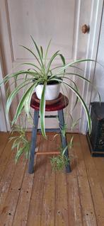 Graslelie, Ophalen, Overige soorten, Halfschaduw, In pot