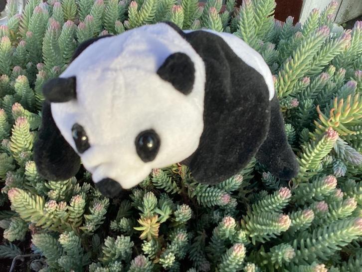 Beleduc pandabeer, Kinderen en Baby's, Speelgoed | Knuffels en Pluche, Nieuw, Beer, Ophalen of Verzenden
