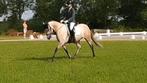 Te koop super leuke pony, Dieren en Toebehoren, Pony's, Merrie, Dressuurpony