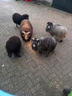 Ouessant schapen te koop, Meerdere dieren