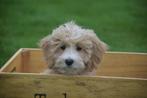 Maltipoo pups uit nest te kiezen, Dieren en Toebehoren, Rabiës (hondsdolheid), 15 weken tot 1 jaar, Overige rassen, Buitenland