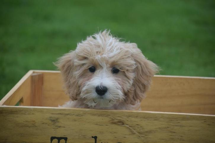 Maltipoo pups uit nest te kiezen, Dieren en Toebehoren, Honden | Chihuahua's en Gezelschapshonden, Meerdere dieren, Overige rassen