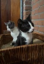 Nog 1 lieve en aanhankelijke kitten, Dieren en Toebehoren, Katten en Kittens | Overige Katten, Meerdere dieren, Kortharig, 0 tot 2 jaar