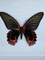 vlinder Papilio Rumanzovia, Ophalen of Verzenden, Nieuw, Overige soorten, Opgezet dier