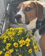 Lieve beagle Finn zoekt nieuw baasje, Dieren en Toebehoren, Honden | Beagles, Bassets en Lopende honden, Beagle, Rabiës (hondsdolheid)