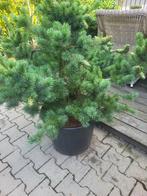 Pinus parviflora.negishi maat 100/115 extra, Tuin en Terras, Planten | Bomen, Bloeit niet, Overige soorten, 100 tot 250 cm, Ophalen