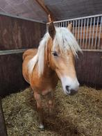 Pony haflinger, Merrie