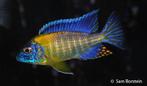 GEZOCHT: Aulonocara Stuartgranti, Dieren en Toebehoren, Vis