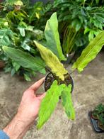 Alocasia lauterbachiana variegata - Bijzonder!, Huis en Inrichting, Kamerplanten, Ophalen of Verzenden