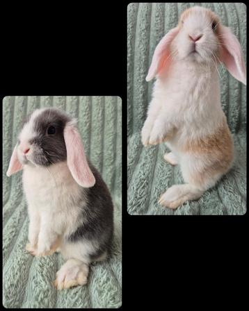 2 Jonge NHD konijntjes. 8 wk oud.  beschikbaar voor biedingen