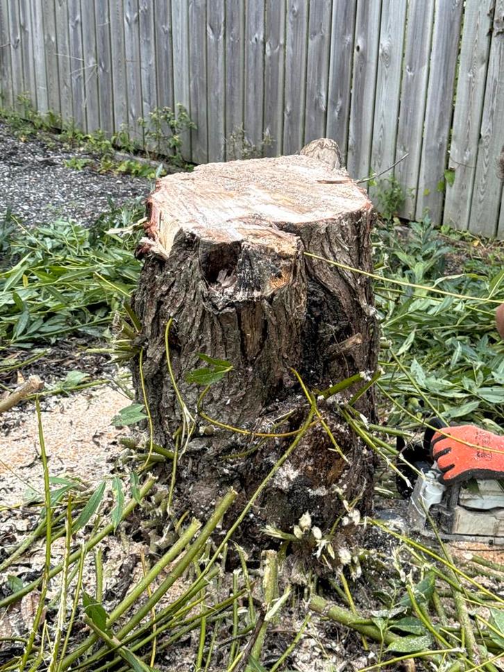 Boomstronk 8 stuks - Gratis Afhalen, Doe-het-zelf en Verbouw, Gereedschap | Overige machines, Gebruikt, Ophalen