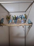 Diverse kleuren halsband parkieten., Dieren en Toebehoren, Meerdere dieren, Parkiet
