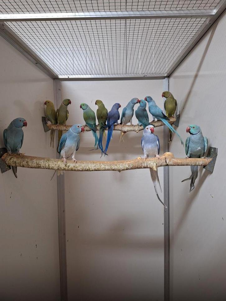 Diverse kleuren halsband parkieten., Dieren en Toebehoren, Vogels | Parkieten en Papegaaien, Parkiet, Meerdere dieren