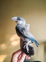 Opgezette Rijstvogel taxidermy, Ophalen of Verzenden, Vogel, Opgezet dier