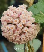 Hoya cv Nifty, Huis en Inrichting, Kamerplanten, Overige soorten, In pot, Minder dan 100 cm, Bloeiende kamerplant