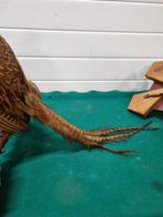 Fazant opgezet wandhanger, Ophalen of Verzenden, 'T Olde Gre-j, Info@toldegrej.nl, Endepoelstraat 20f Didam