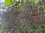 Sambucus nigra 'Black Lace' 2.20 m, Ophalen, Overige soorten