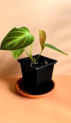 Philodendron Splendid – babyplant, Ophalen of Verzenden, Overige soorten, Minder dan 100 cm