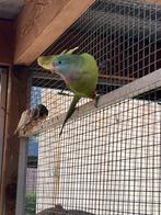 Barrabander koppel, Meerdere dieren, Parkiet