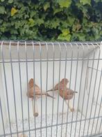 Zilver bekjes, Dieren en Toebehoren, Vogels | Kanaries, Meerdere dieren, Kleurkanarie