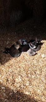 Lieve boerderij kittens, Dieren en Toebehoren, Katten en Kittens | Overige Katten