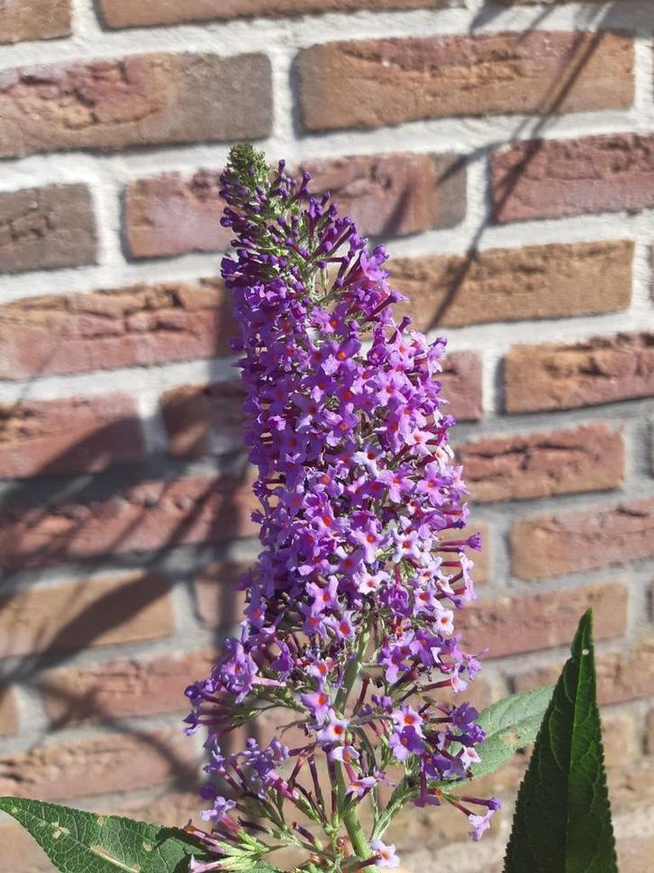 Vlinderstruik, Tuin en Terras, Planten | Struiken en Hagen, Overige soorten, Minder dan 100 cm, Ophalen