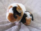 Leuke cavia's (zeugjes en beertjes), Dieren en Toebehoren, Knaagdieren, Mei, Meerdere dieren, Cavia