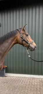 Super mooie KWPN merrie, rechtstreeks van de fokker, Dieren en Toebehoren, Paarden, Merrie, Dressuurpaard, 3 tot 6 jaar, Onbeleerd