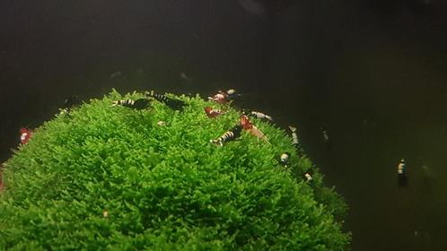 Pinto Garnalen, Dieren en Toebehoren, Vissen | Aquariumvissen, Zoetwatervis, Kreeft, Krab of Garnaal, Schoolvis