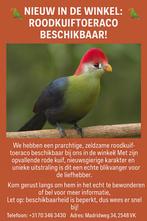 Groenwang Toeracco, Dieren en Toebehoren, Vogels | Overige Vogels, Meerdere dieren, Tropenvogel, Geringd