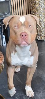Mooie american bully, Reu, 1 tot 2 jaar, Eén hond, Nederland